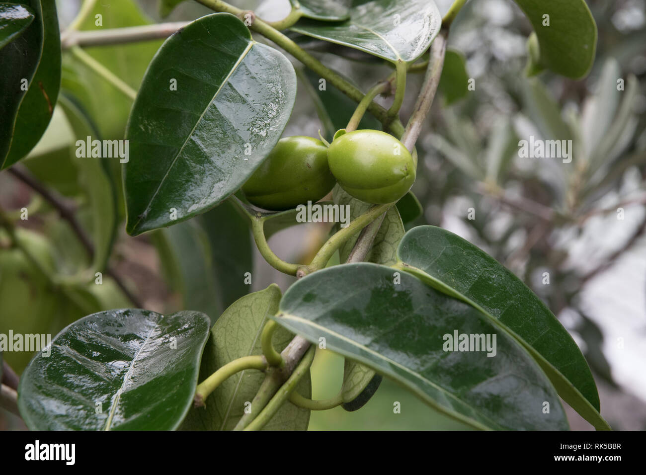 Stephanotis jasminoides, Madagascar Jasmine seed pods Stock Photo Alamy