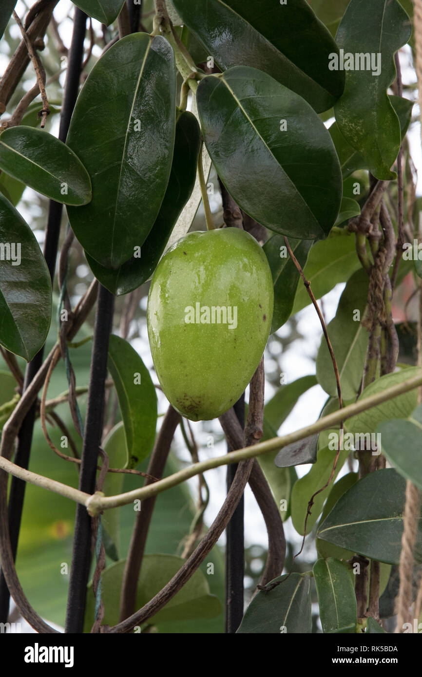 Stephanotis jasminoides, Madagascar Jasmine seed pods Stock Photo Alamy