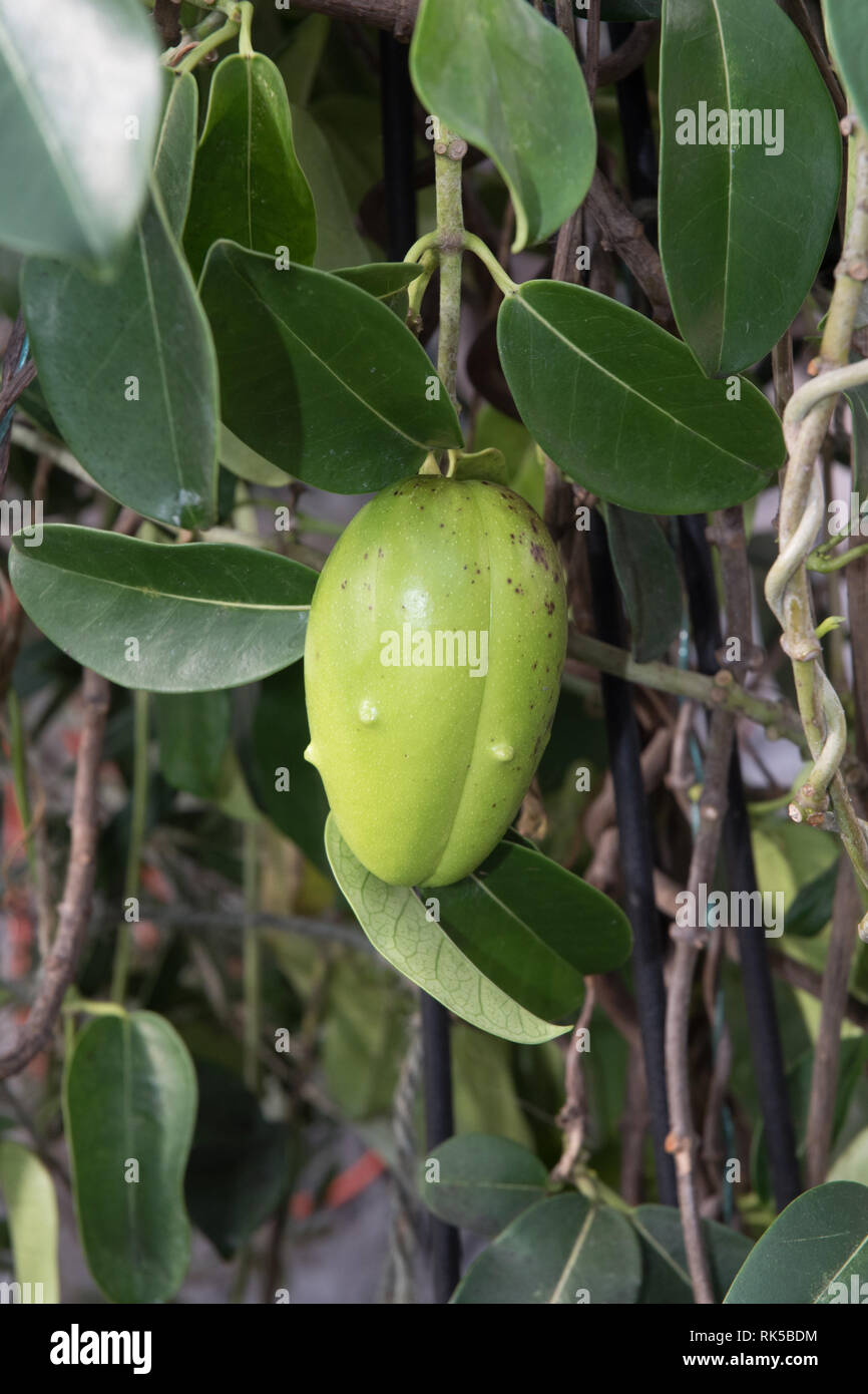 Stephanotis jasminoides, Madagascar Jasmine seed pods Stock Photo Alamy