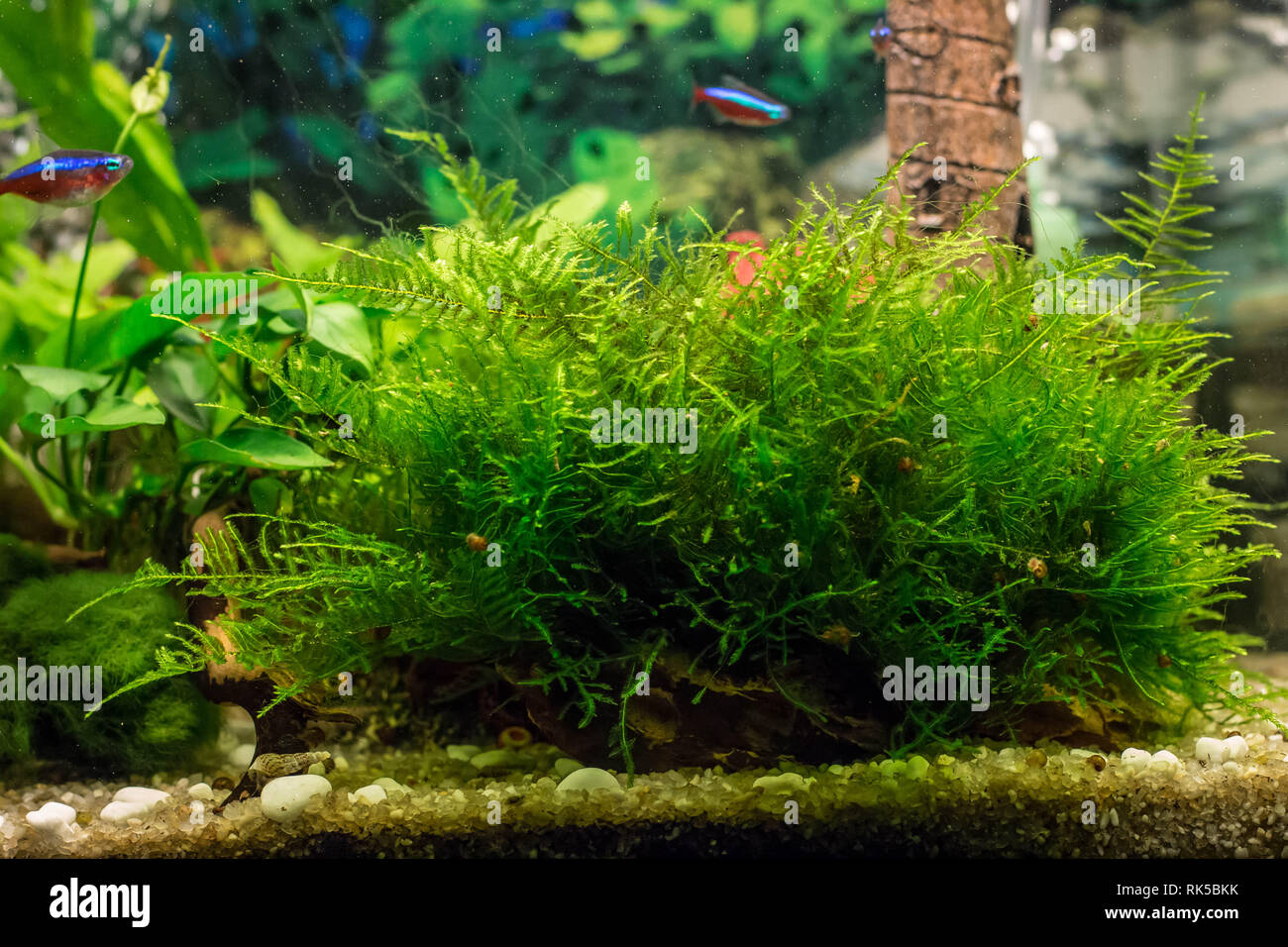 turf of java moss latin name Vesicularia in aquarium Stock Photo