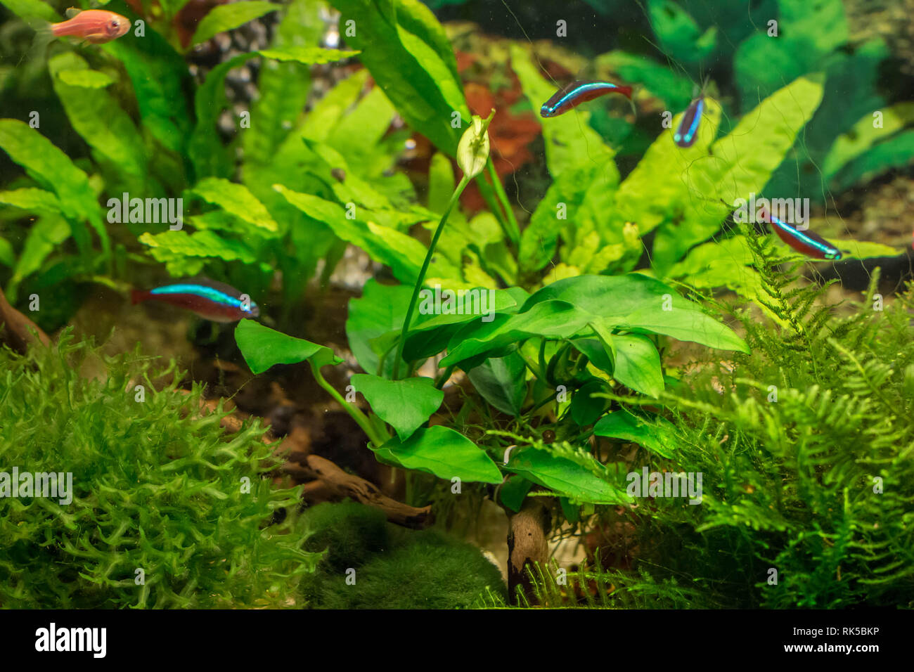 Flowering Anubias plant  in aquarium Stock Photo