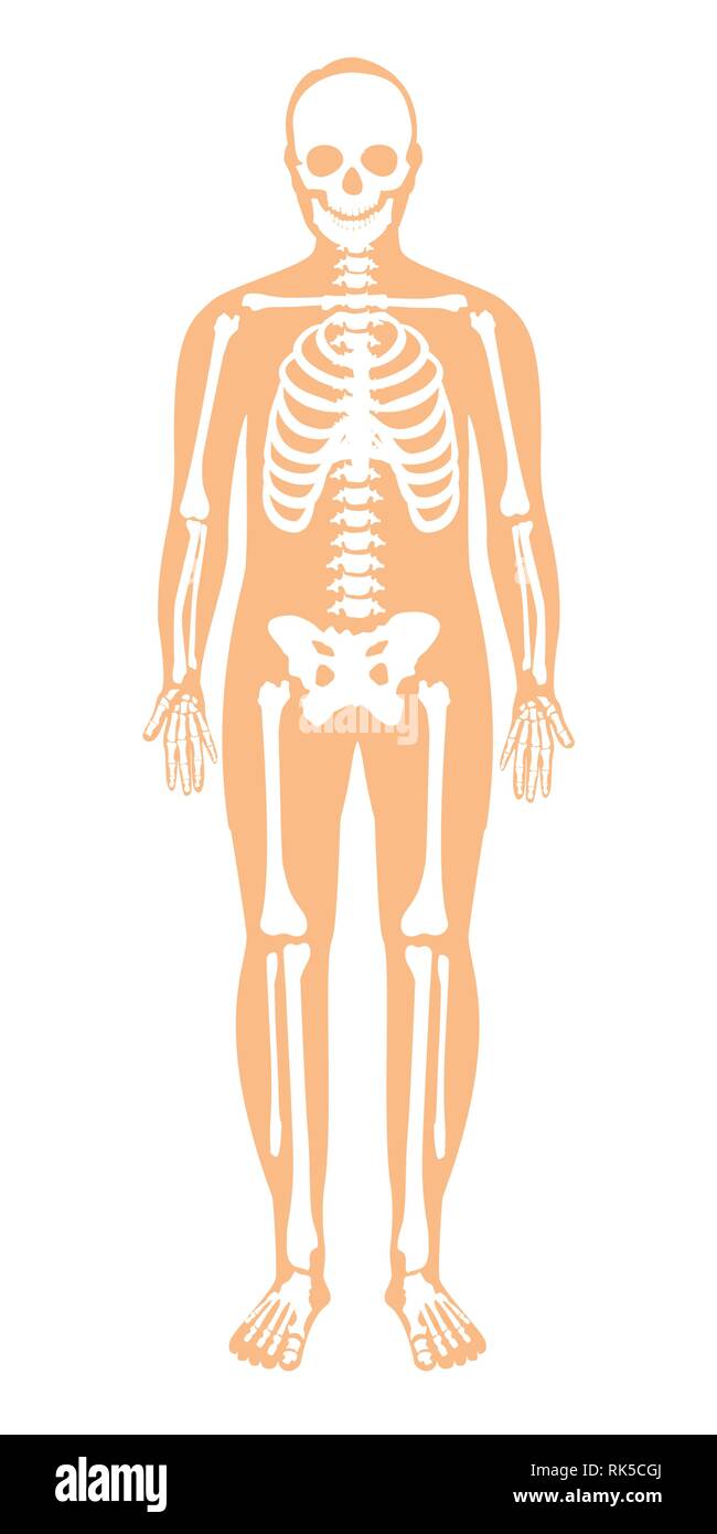 Skeletal System Front View Cut Out Stock Images And Pictures Alamy