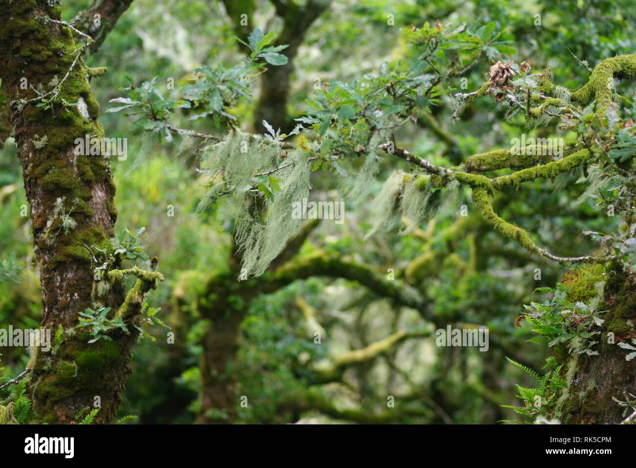 Old Man's Beard Lichen, Usnea, Fruticose Lichen Growing in Wistmans Wood, Dartmoor National Park, Two Bridges. Devon, UK. Stock Photo
