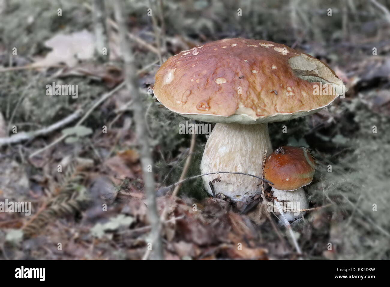 Oak Mushrooms in the moss, in the forest Stock Photo