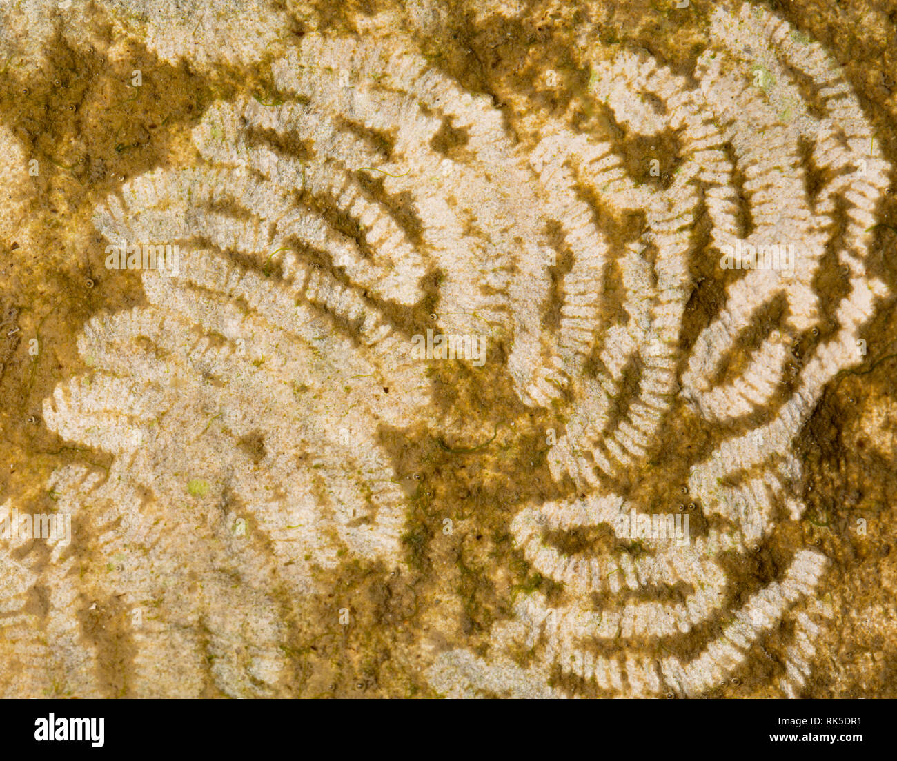 The patterns left by a feeding, common periwinkle, Littorina littorea, in algae growing on rocks in a rockpool. Portland Harbour, Dorset England UK GB Stock Photo