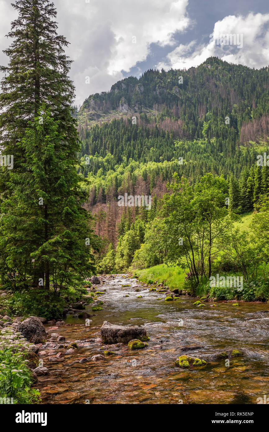Stream and trees in Koscieliska valley, Tatra Mountains Stock Photo - Alamy