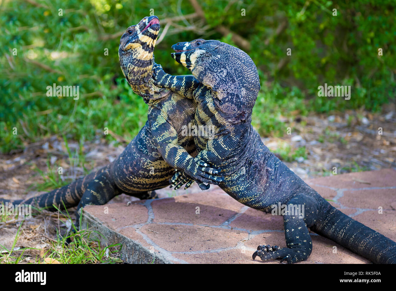 Two Lace Goannas, Australian monitor lizards fighting ferociously. The Goanna features