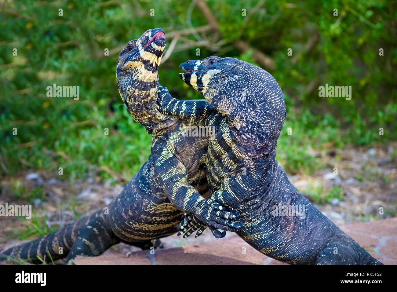 Two Lace Goannas, Australian monitor lizards fighting ferociously. The Goanna features