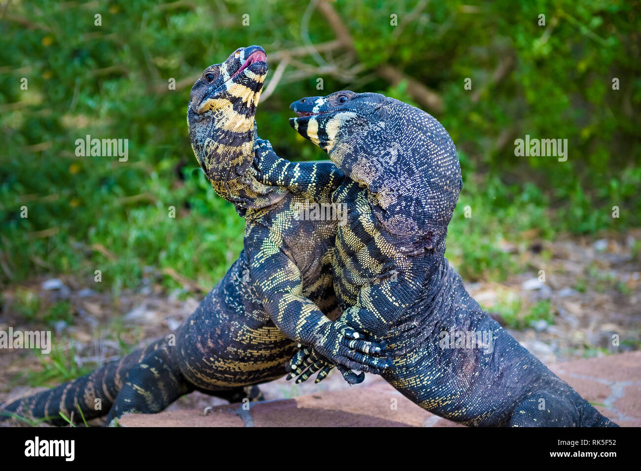 Lace Goannas, Australian monitor lizards fighting ferociously. Goanna features prominently in mythology and Australian folklore, wi Stock Photo - Alamy