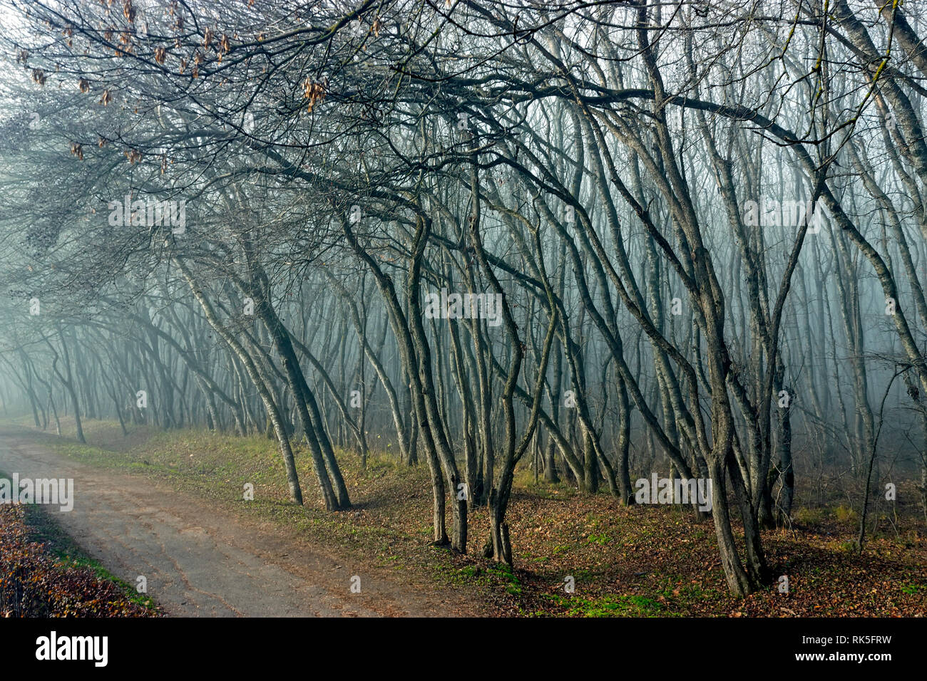 Morning in a foggy forest Stock Photo - Alamy