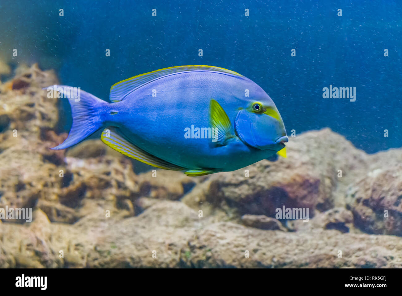 yellow fin surgeon fish, a tropical and colorful fish from hawaii Stock Photo