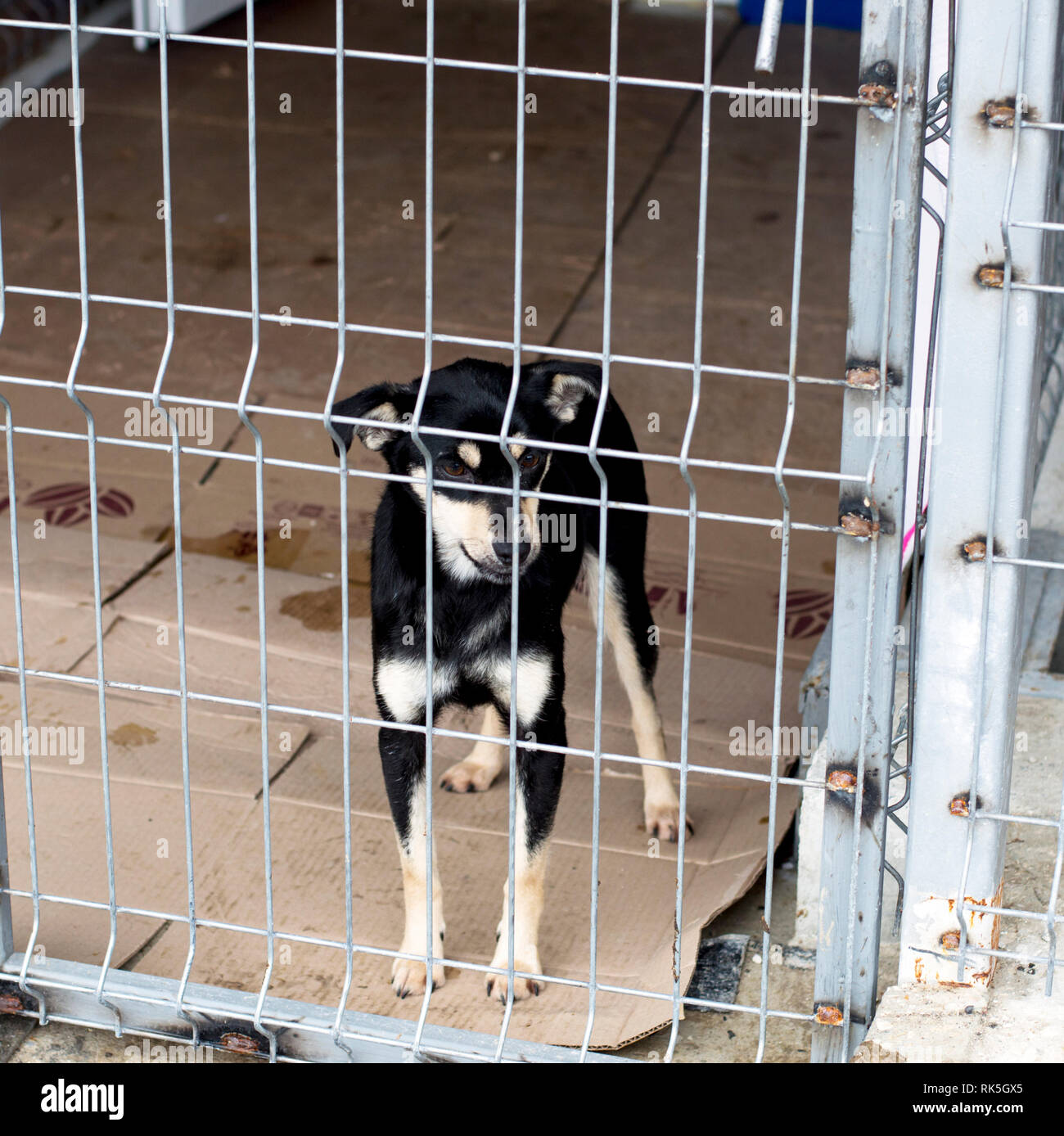 little black stray dog in shelter, charity theme, animal shelter, dog rescue Stock Photo - Alamy little black stray dog in shelter, charity theme, animal shelter, dog rescue Stock Photo - Alamy