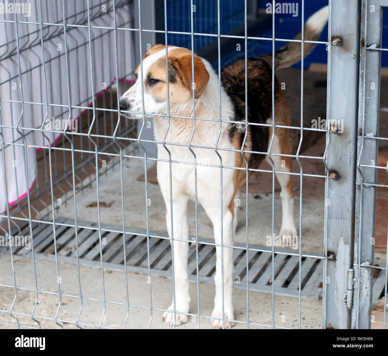 Sad white brown stray dog hi-res stock photography and images - Page 2 -  Alamy