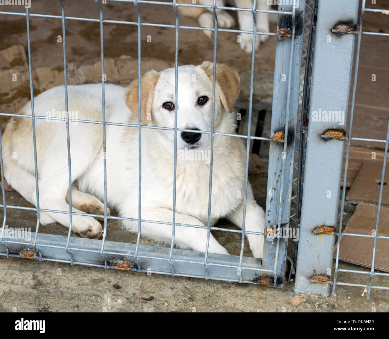 beautiful white stray dog in shelter cage, charity and mercy theme ...
