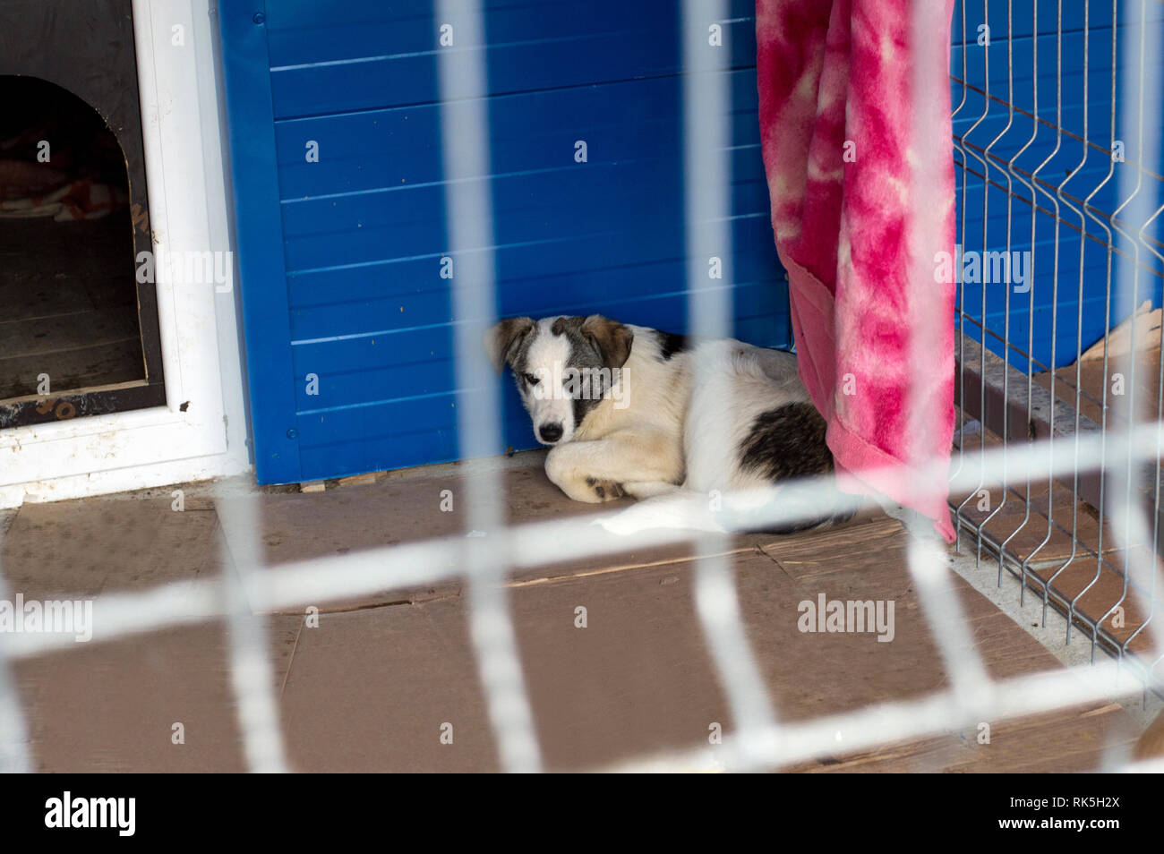 sick dog lies in the shelter cage, the theme of charity and mercy, animal  shelter, dog rescue, volunteer work Stock Photo - Alamy