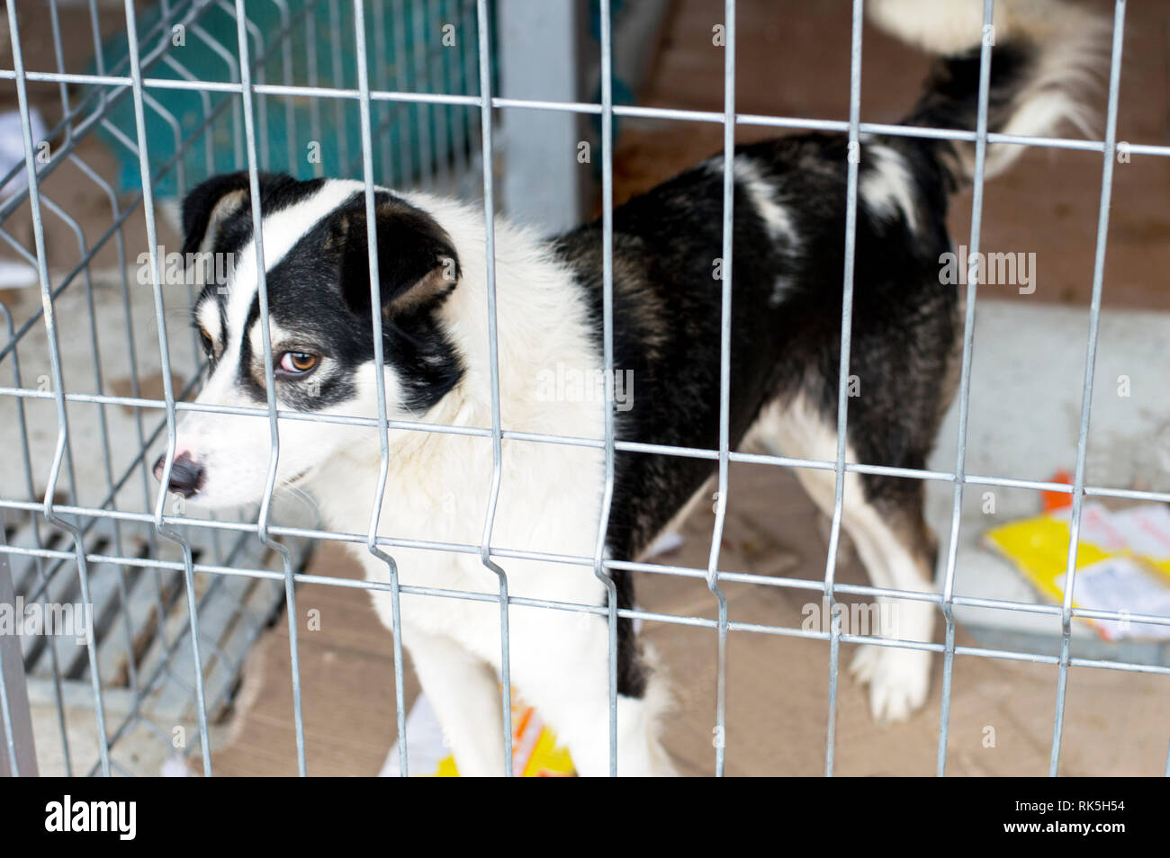 portrait of a white and black dog in the shelter, the theme of charity ...