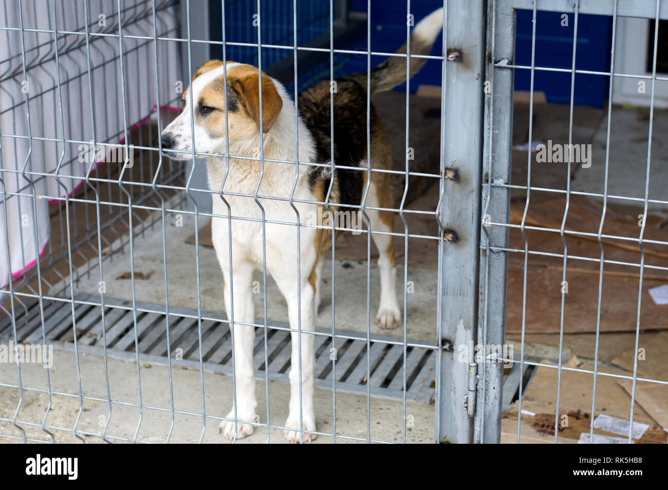 a large stray dog in the shelter, the theme of the charity, animal shelter, dog  rescue Stock Photo - Alamy