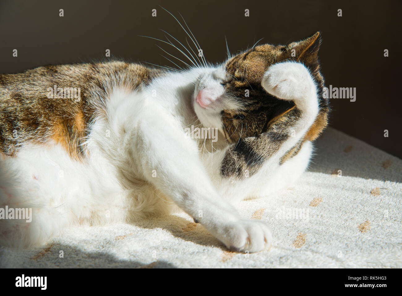 Tabby and white cat cleaning himself. Stock Photo