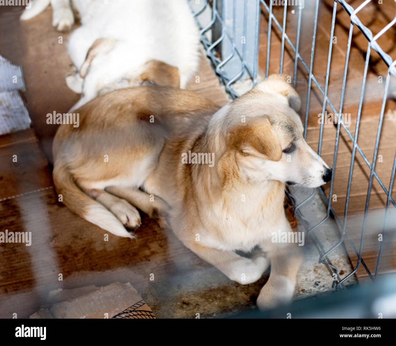 two beautiful stray dogs in the shelter, the theme of charity and mercy, animal shelter, dog rescue, volunteer work Stock Photo - Alamy two beautiful stray dogs in the shelter, the theme of charity and mercy, animal shelter, dog rescue, volunteer work Stock Photo - Alamy