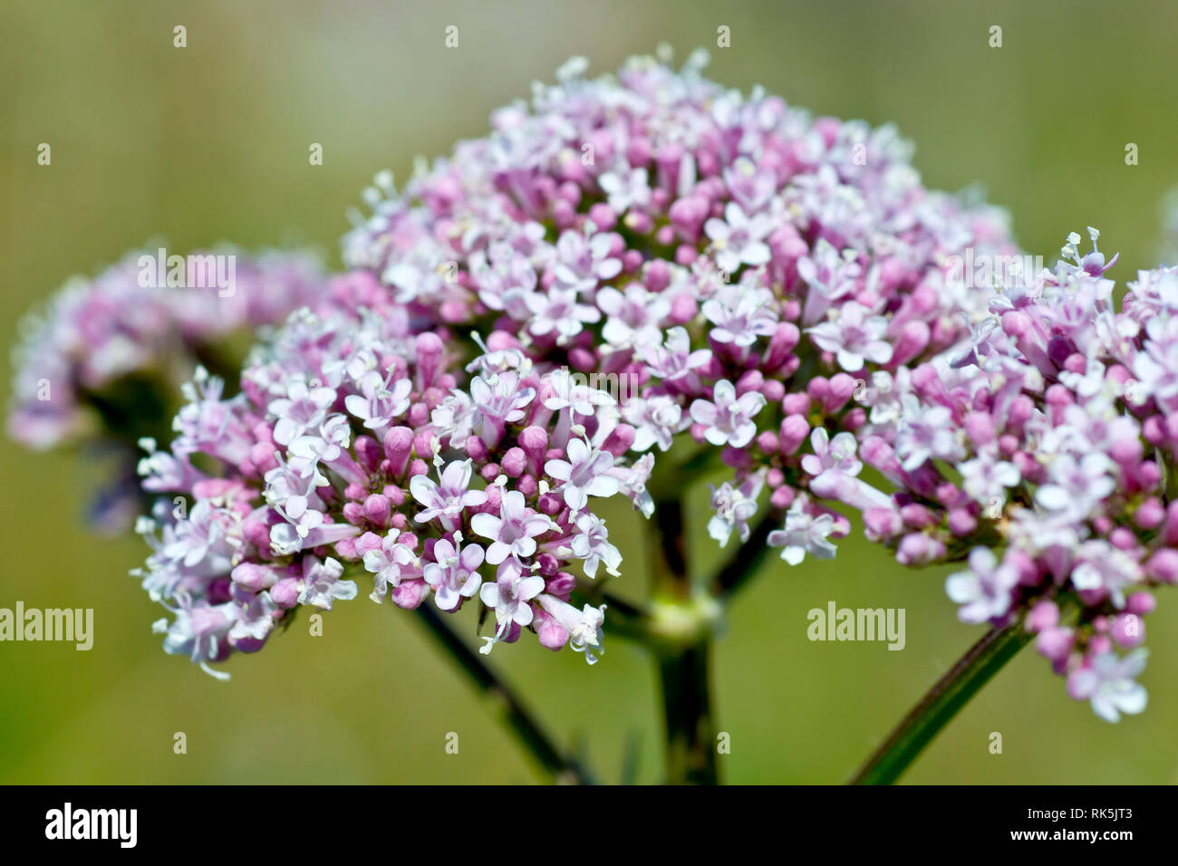 Valerian, also Common Valerian (valeriana officinalis), close up of the individual florets on the flower head. Stock Photo