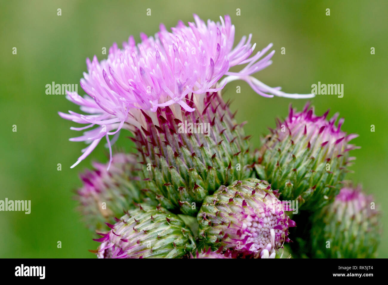 Creeping Thistle (cirsium arvense), close up of a tight cluster of flower buds with one in bloom. Stock Photo
