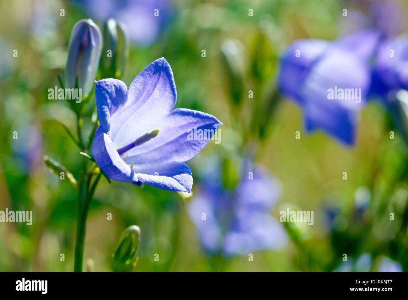 Harebell or Scottish Bluebell (campanula rotundifolia), close up of a single flower with buds. Stock Photo