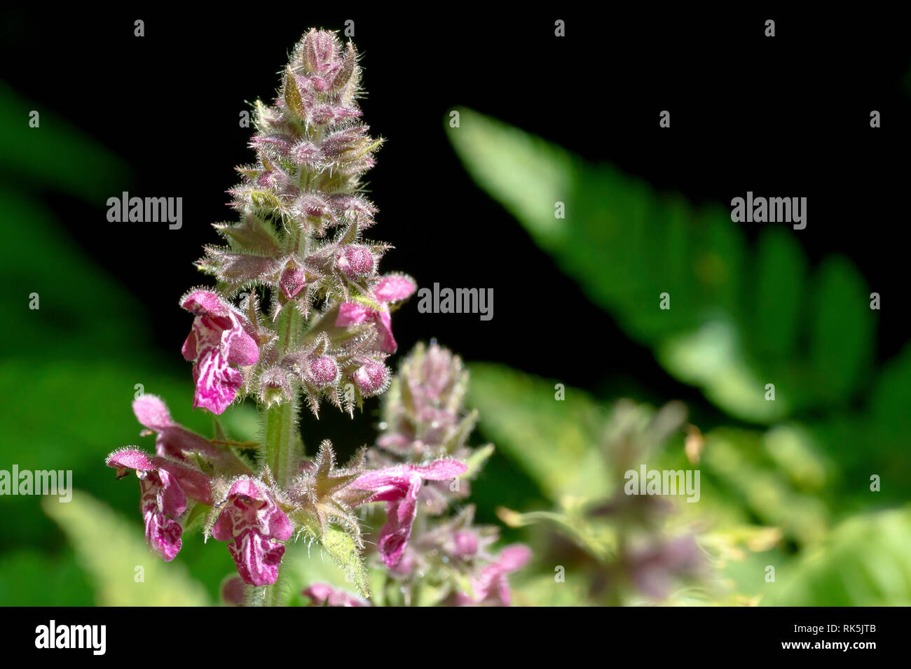 Hedge Woundwort (stachys sylvatica), close up of a solitary flower spike against a shadowed background. Stock Photo