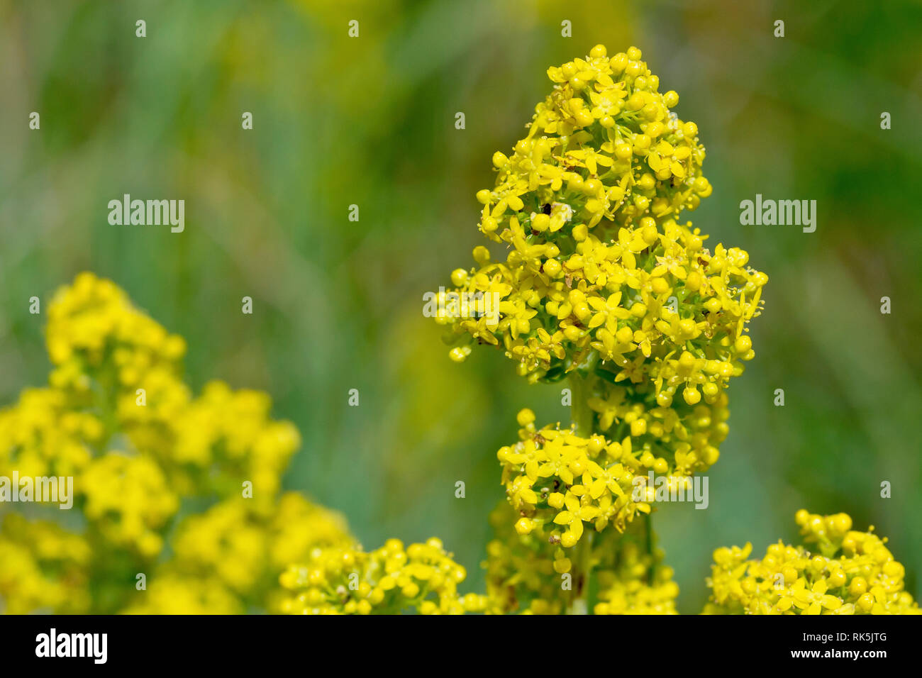 Lady's Bedstraw (galium verum), close up of a cluster of flowers showing detail. Stock Photo