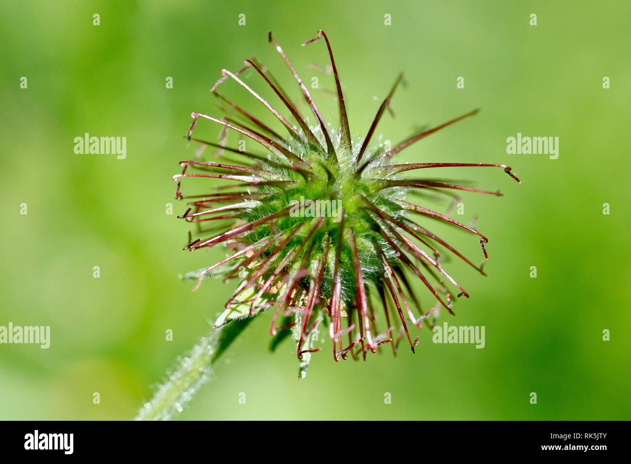 Wood Avens or Herb Bennet (geum urbanum), close up of the spiky seed head produced by the plant. Stock Photo