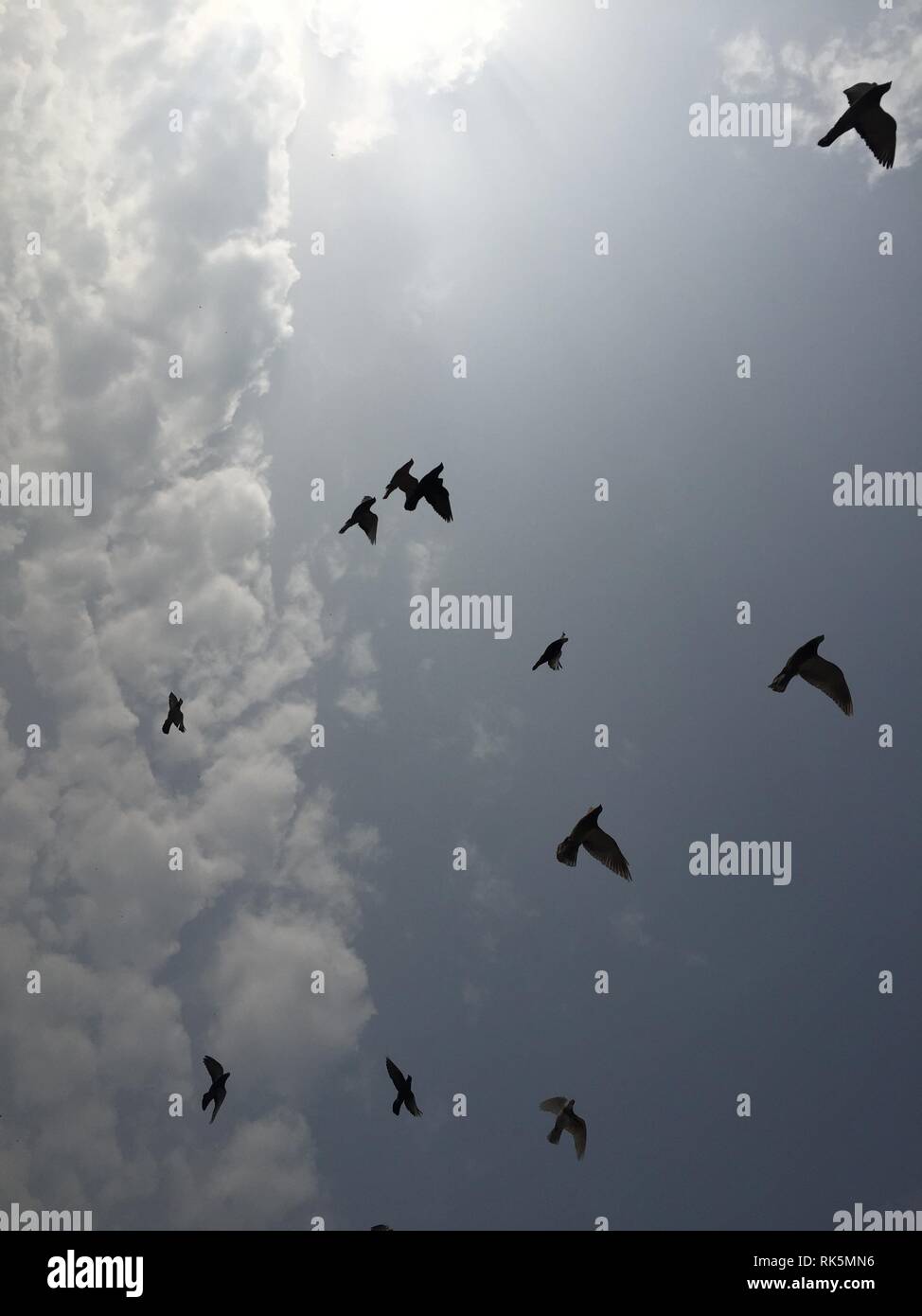 a flying pigeons in open sky Stock Photo