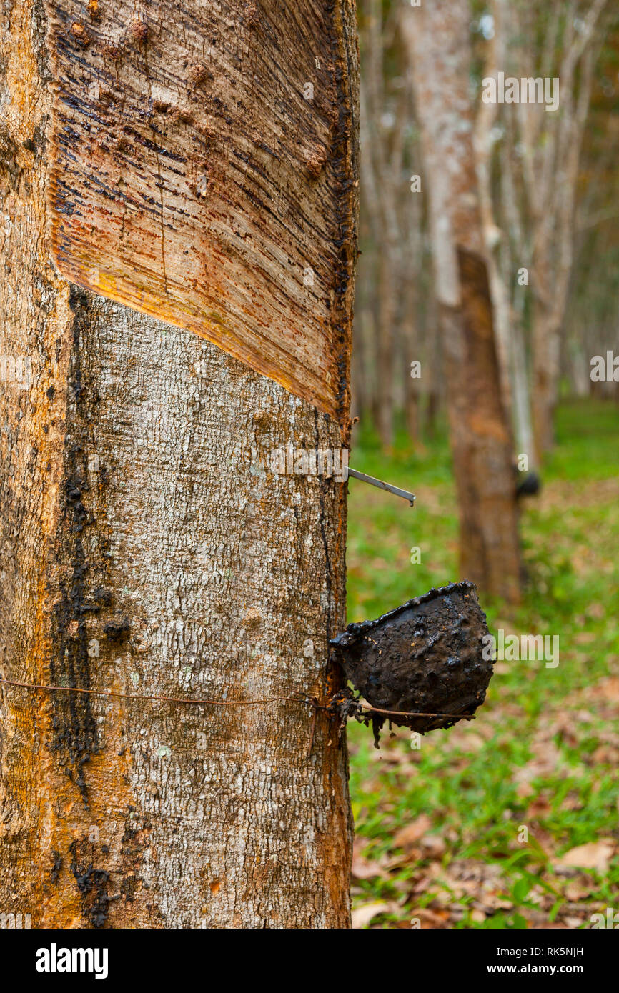 Rubber Tree plantation. Krabi province, Andaman Sea, Thailand, Asia ...