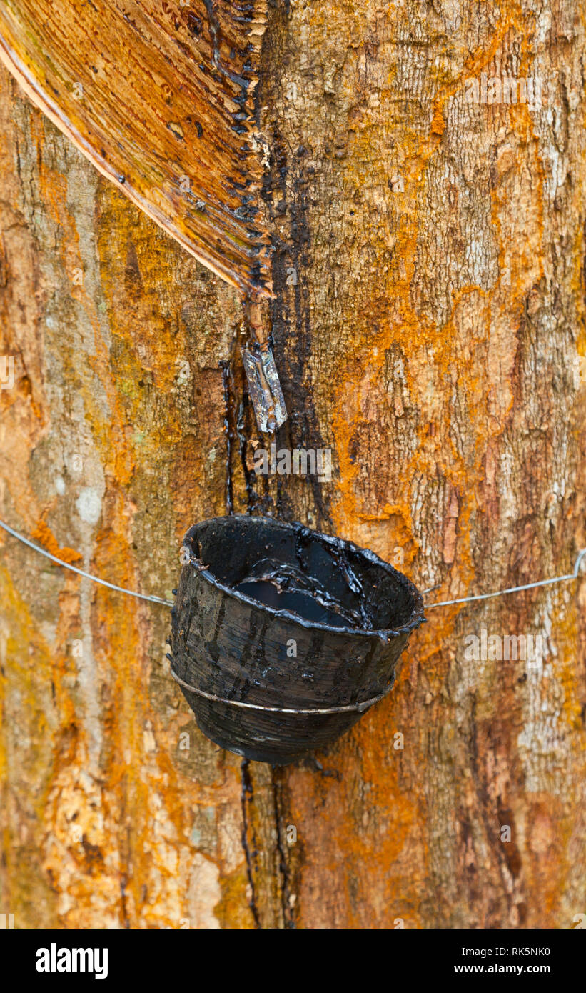 Rubber Tree plantation. Krabi province, Andaman Sea, Thailand, Asia ...