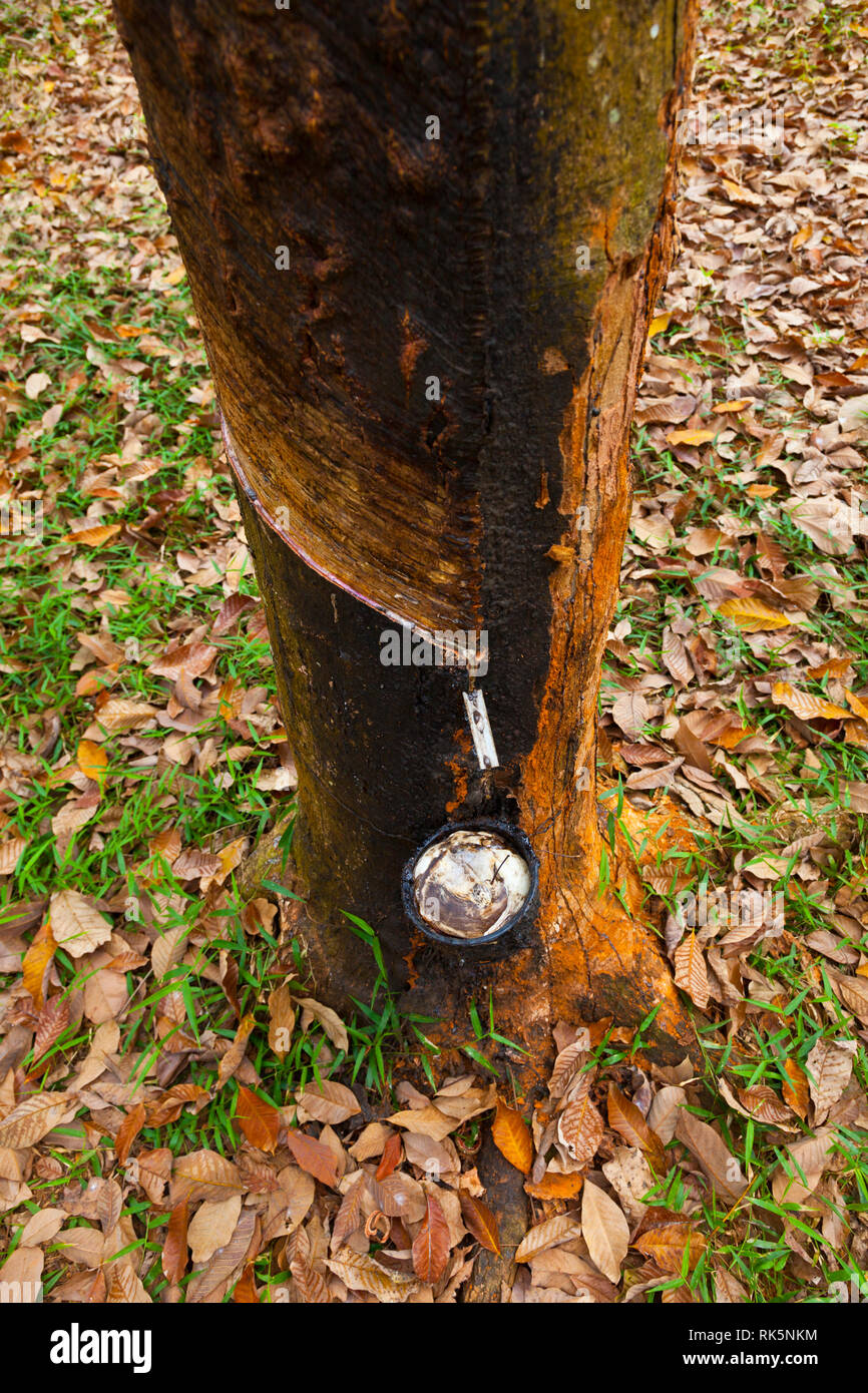 Rubber Tree plantation. Krabi province, Andaman Sea, Thailand, Asia