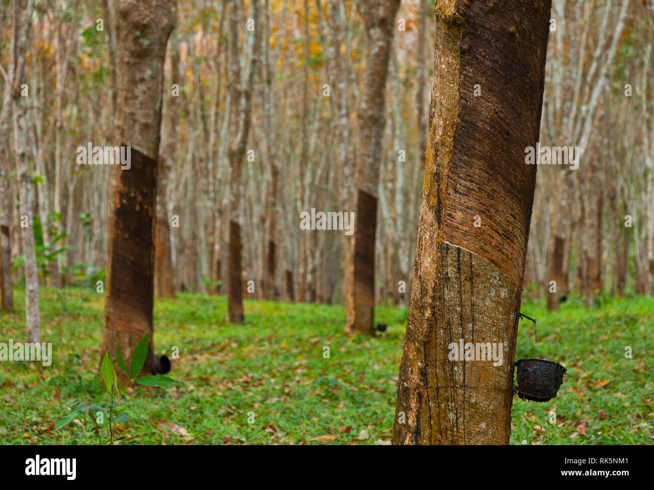 Rubber Tree plantation. Krabi province, Andaman Sea, Thailand, Asia ...