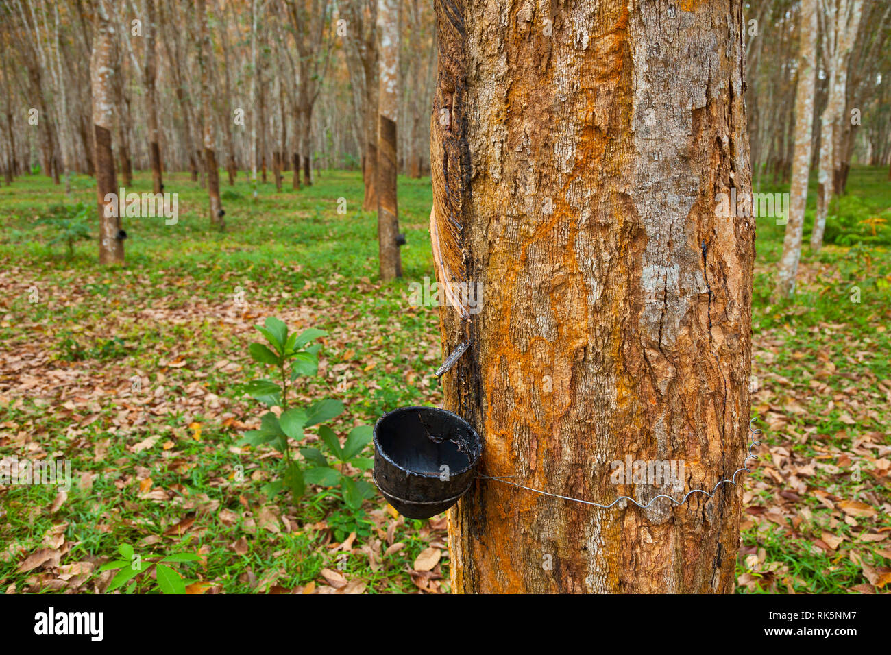 Rubber Tree plantation. Krabi province, Andaman Sea, Thailand, Asia ...