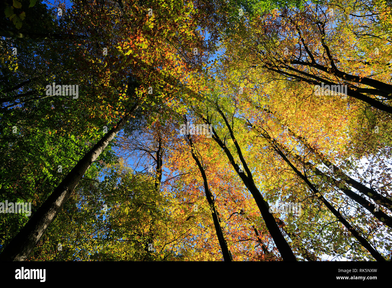 Autumn tree canopy at Holme Fen SSSI, Holme, Cambridgeshire, England, UK Stock Photo