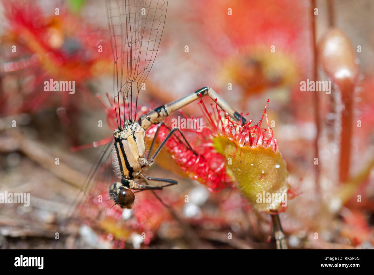 Damselfly caught by Round-leaved sundew, a carnivorous plant. Stock Photo
