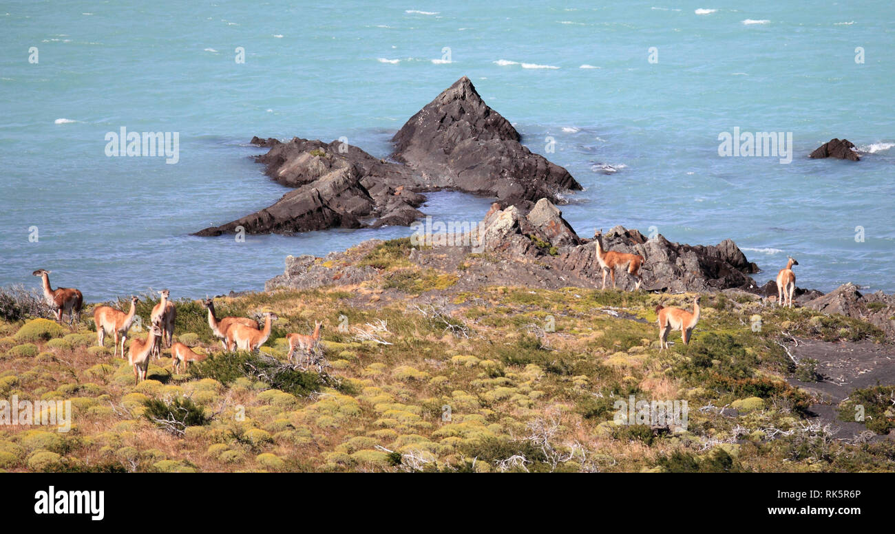 Chile, Magallanes, Torres del Paine, national park, guanacos, lama guanicoe, Stock Photo