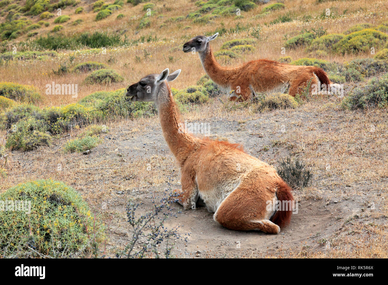 Chile, Magallanes, Torres del Paine, national park, guanacos, lama guanicoe, Stock Photo