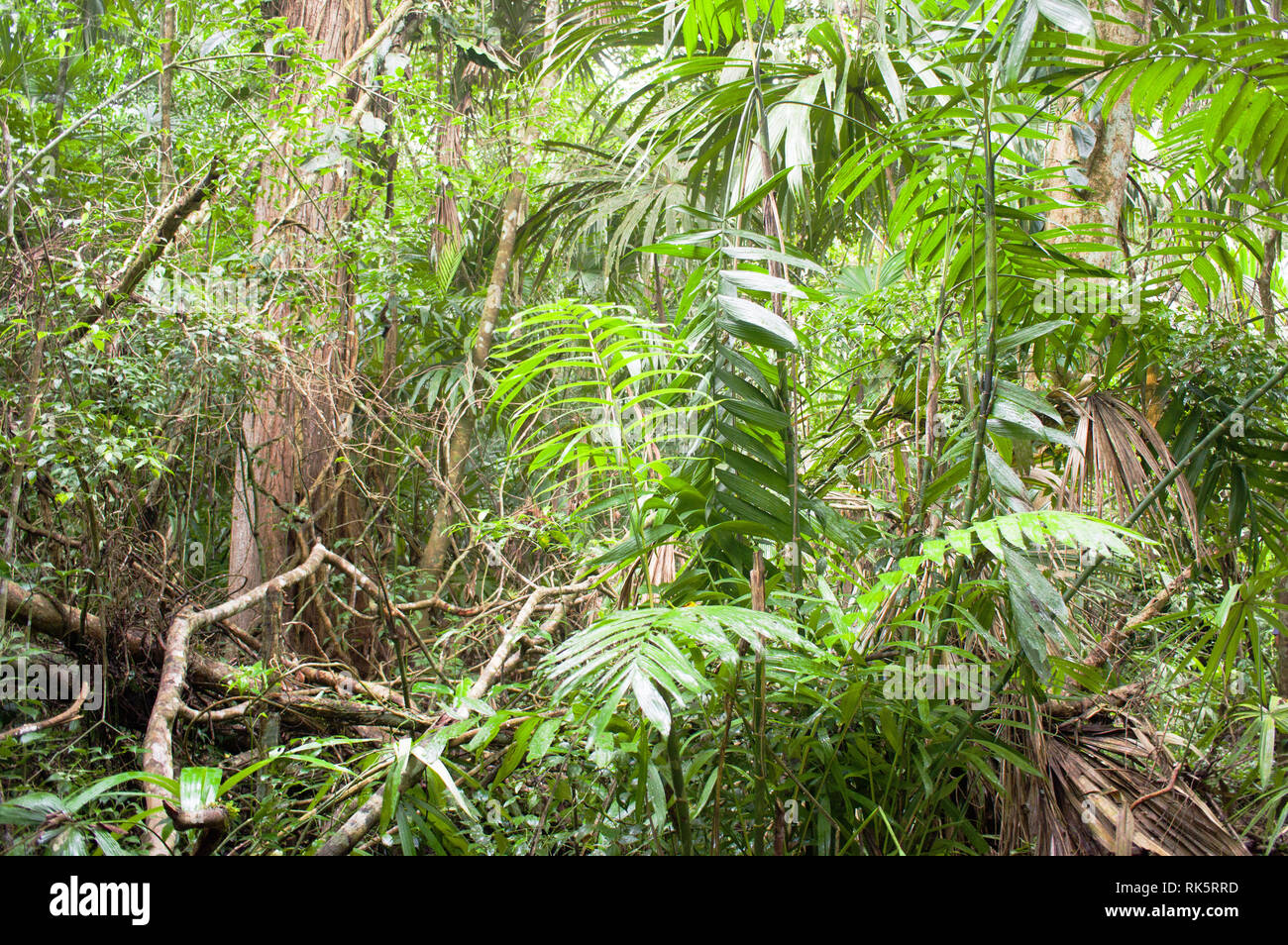 Plants and trees in the jungle of Tikal, Guatemala Stock Photo Alamy