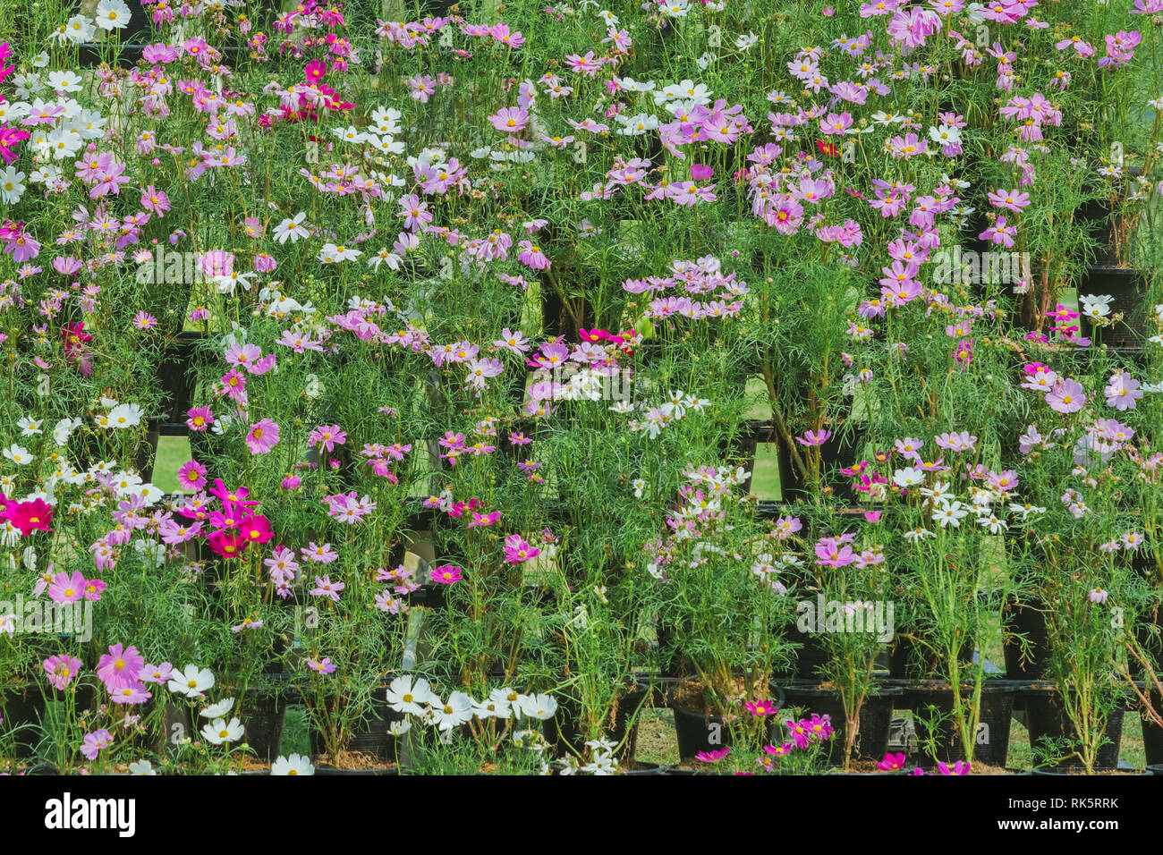 Colorful of Sulfur Cosmos flowers on a rack decorate in park Stock