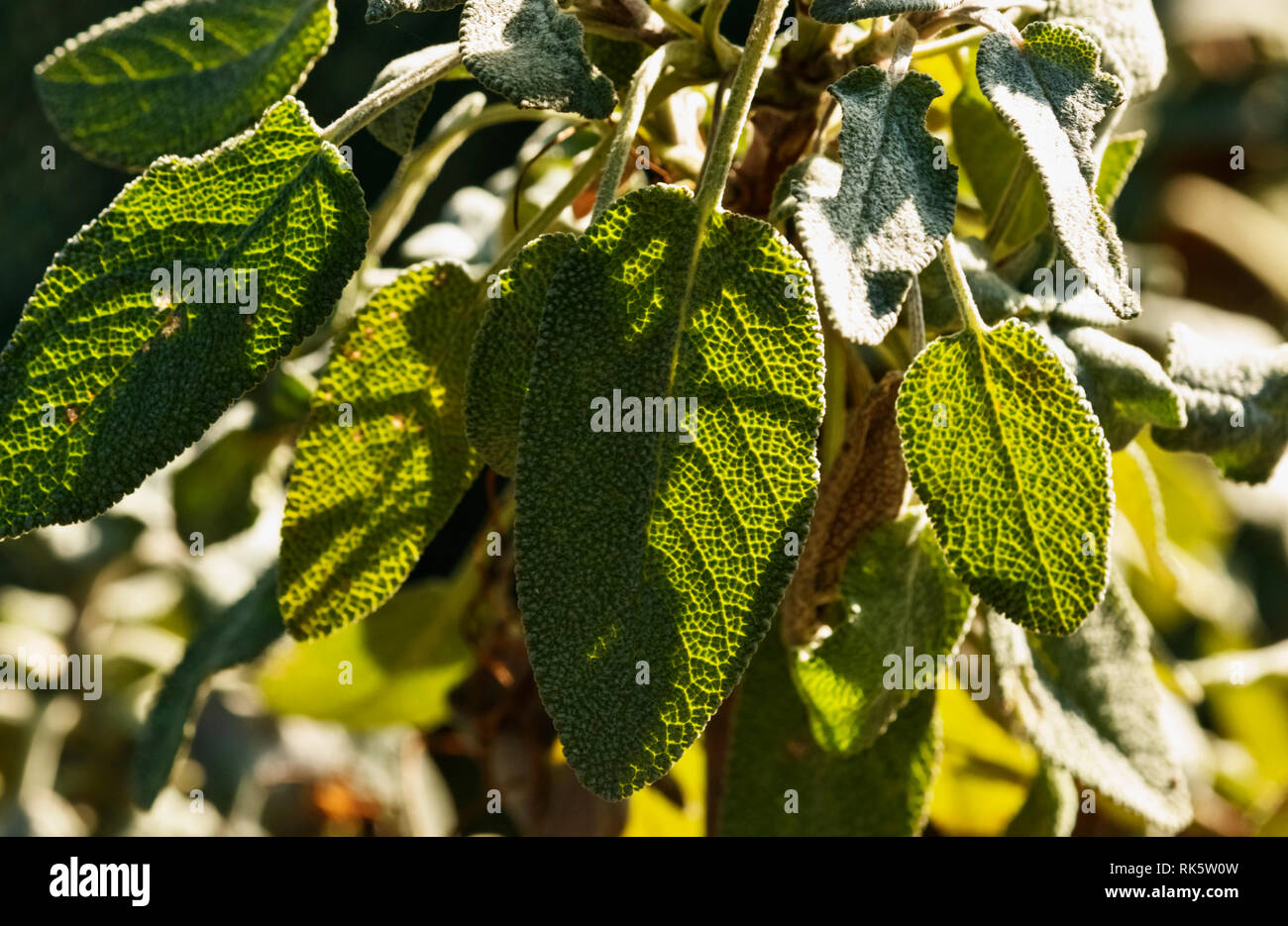 Beautiful common sage leaves in a sunny kitchen garden , sage leaves