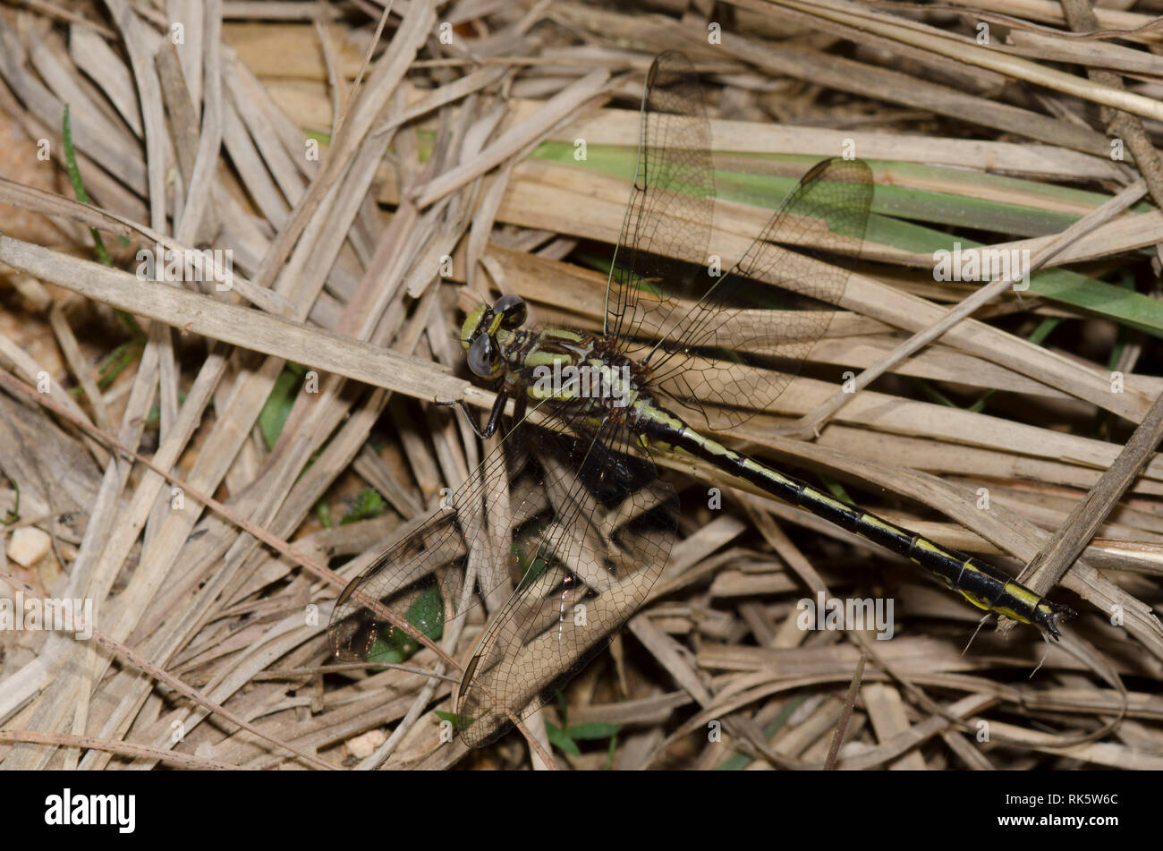 Oklahoma Clubtail, Phanogomphus oklahomensis, male Stock Photo