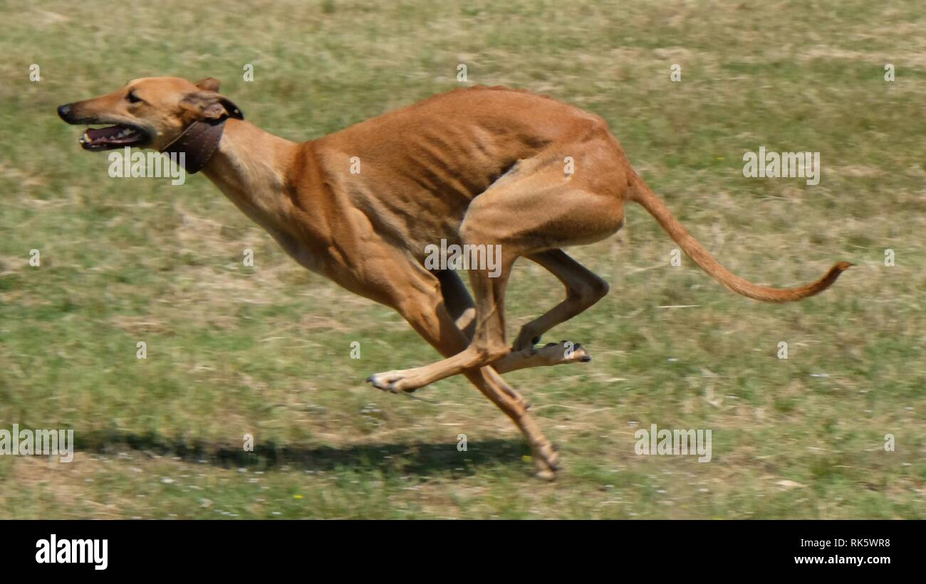 Greyhound is running, racing, hunting, chasing a rabbit Stock Photo - Alamy