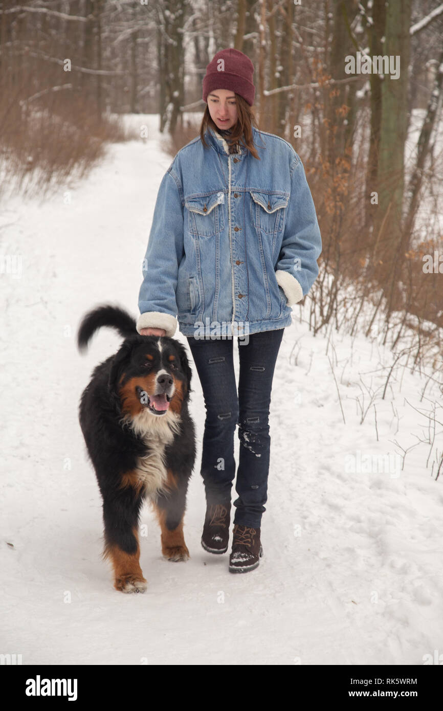 young woman in winter forest with bernese mountain dog walking Stock Photo