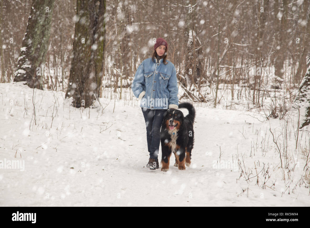 young woman in winter forest with bernese mountain dog walking under falling snow Stock Photo