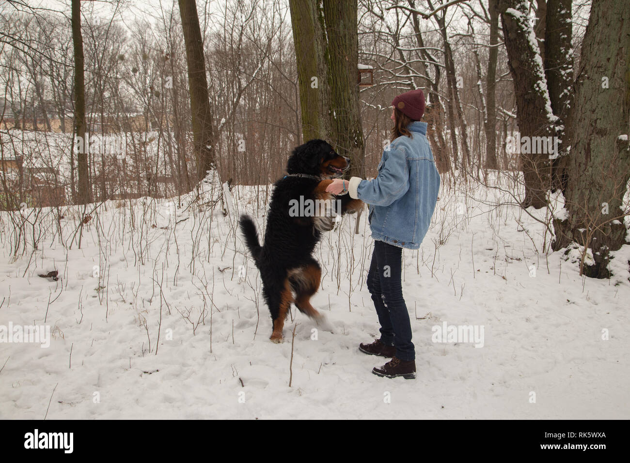 young woman in winter forest with bernese mountain dog plays dancing Stock Photo