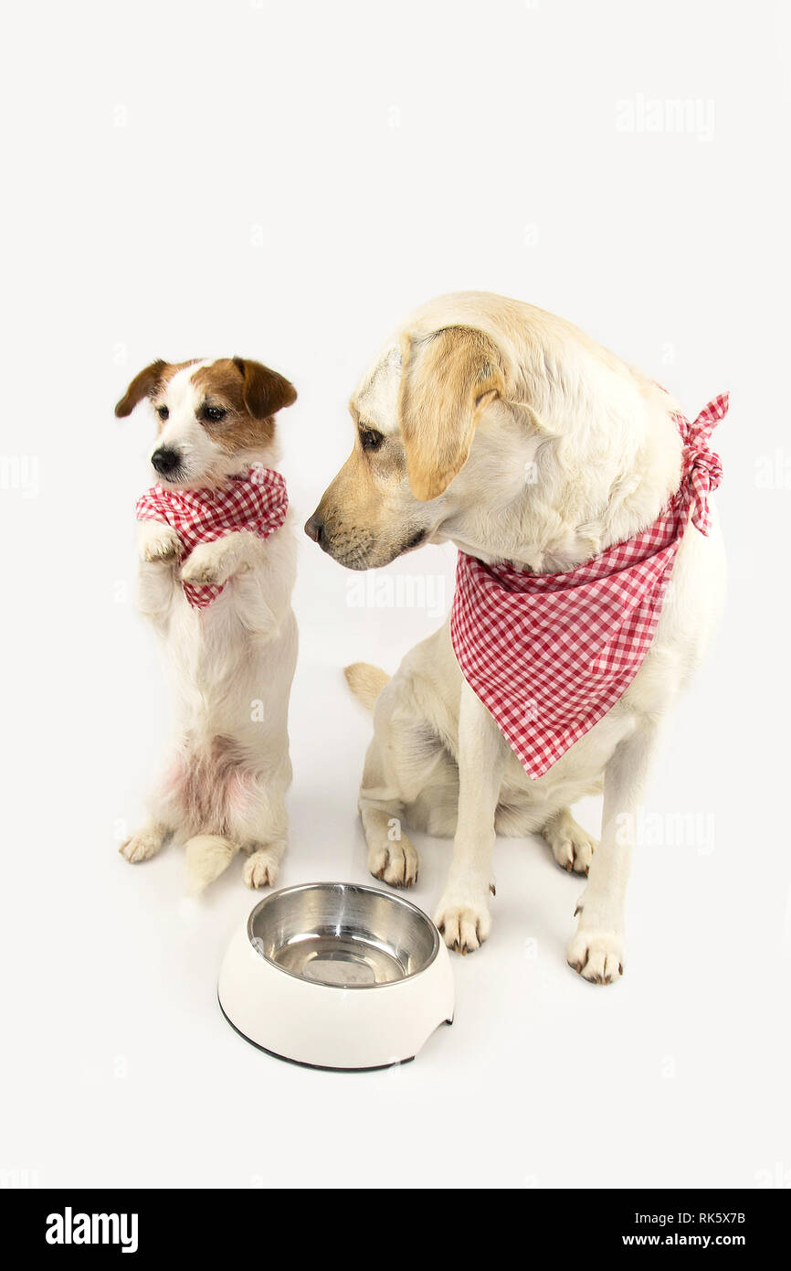 FUNNY TWO DOGS BEGGING FOOD. LABRADOR AND JACK RUSSELL WAITING FOR EAT