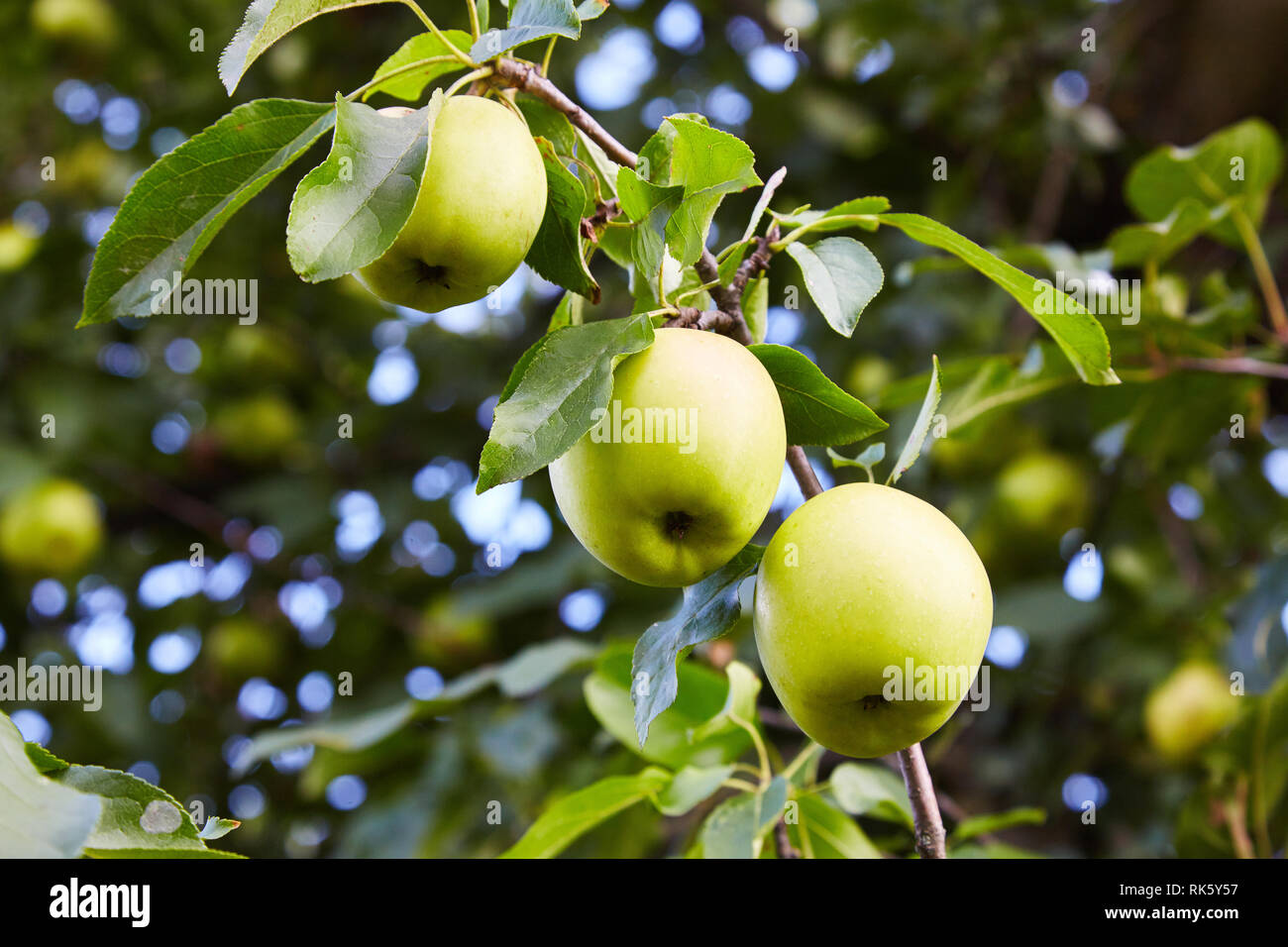 Green ripe apples growing in the garden. Fresh, healthy, juicy apples