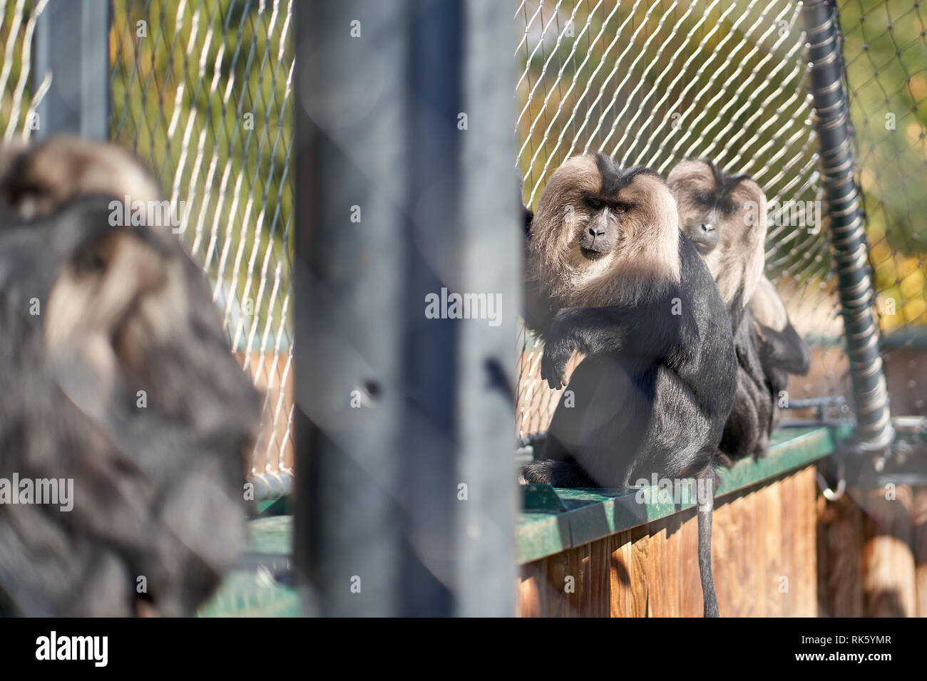 Monkeys in the Zoo on a sunny day Stock Photo